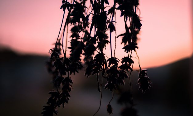 Ätherische Öle: für Kinder tabu?