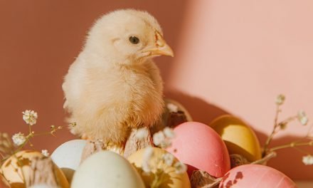 Ostern: Was dürfen Schwangere alles (nicht) essen?